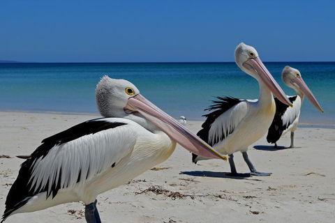 Great Sandy Marine Park Turtle Discovery And Cultural Eco Tour - Cruises Travel 4