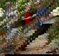 Mossman Gorge Dreamtime Walk and Low Isles Snorkeling and Sailing Cruise - Tourism Guide