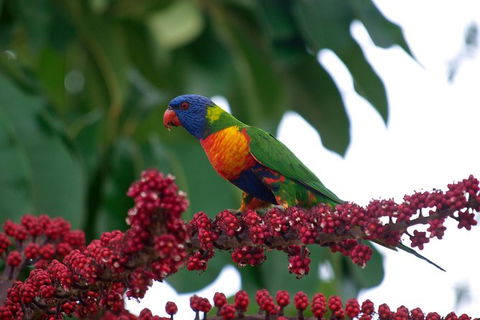 Cairns Reef And Rainforest Combo: Daintree Rainforest And The Great Barrier Reef - Tourism Guide 4