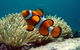 Cairns Reef And Rainforest Combo: Daintree Rainforest And The Great Barrier Reef - thumb 8