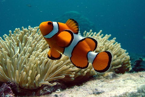 Cairns Reef And Rainforest Combo: Daintree Rainforest And The Great Barrier Reef - Tourism Guide 8