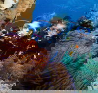 Quicksilver Dive 4 Day PADI Learn to Dive Course - Tourism Guide