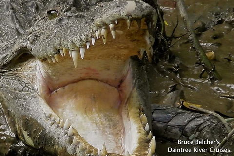1-Hour Daintree River Wildlife Cruise - Tourism Guide 1