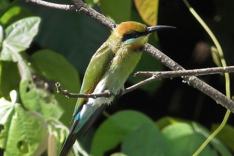 1-Hour Daintree River Wildlife Cruise - Tourism Guide 12