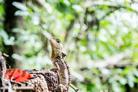 1-Hour Daintree River Wildlife Cruise - Tourism Guide 8