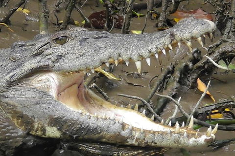 1-Hour Daintree River Wildlife Cruise - Tourism Guide 4