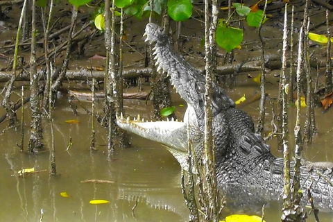 1-Hour Daintree River Wildlife Cruise - Tourism Guide 2