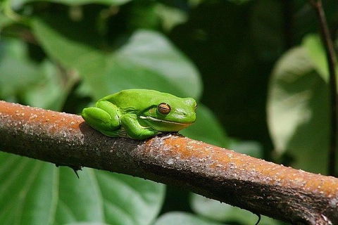 1-Hour Daintree River Wildlife Cruise - Tourism Guide 10