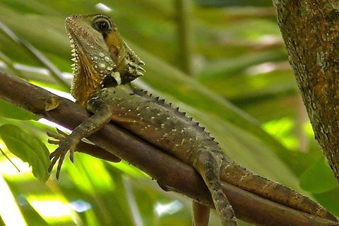 1-Hour Daintree River Wildlife Cruise - Tourism Guide 7