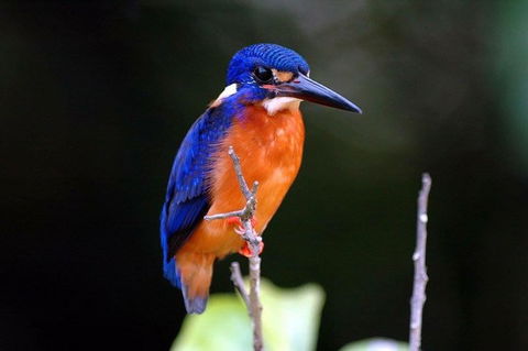 1-Hour Daintree River Wildlife Cruise - Tourism Guide 6