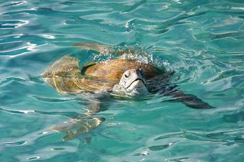 Whitsundays Jet Ski Tour - Tourism Guide 10