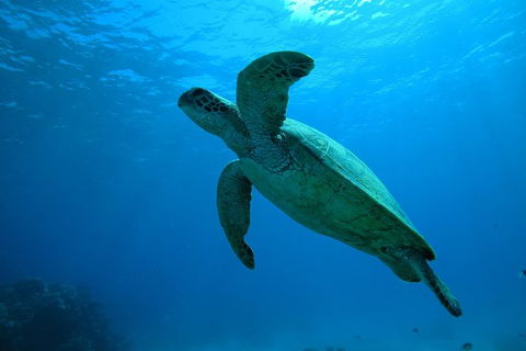 Great Barrier Reef Dive And Snorkel Cruise From Mission Beach - Cruises Travel 7