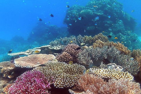 Great Barrier Reef Dive And Snorkel Cruise From Mission Beach - Cruises Travel 4