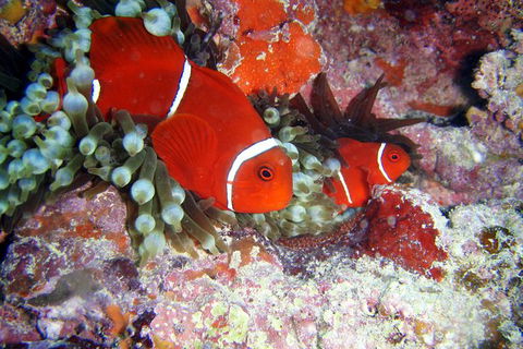 Great Barrier Reef Dive And Snorkel Cruise From Mission Beach - Cruises Travel 6
