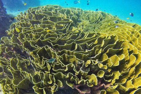 Great Barrier Reef Dive And Snorkel Cruise From Mission Beach - Cruises Travel 5