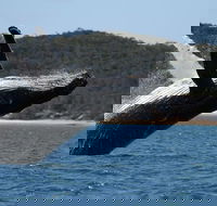 Hervey Bay Ultimate Whale Watching Cruise - Cruises Travel