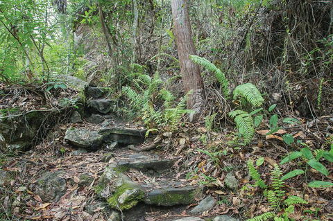 Whitsundays Tropical Rainforest, Waterfalls And Airlie Beach Eco Experience - Tourism Guide 16