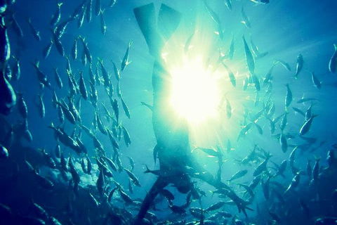 2-Day Whitsundays Sailing Adventure: SV Whitehaven - Tourism Guide 9