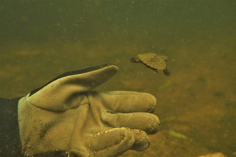 Rainforest Platypus Night Dive (Certified Divers Only Once Day Dive Completed) - Cruises Travel 9