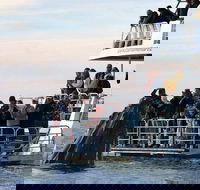Hervey Bay Whale Watching Cruise - Cruises Travel