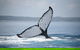 Hervey Bay Whale Watching Cruise - thumb 1