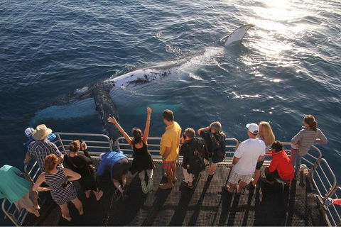 Hervey Bay Whale Watching Cruise - Cruises Travel 6
