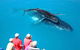 Hervey Bay Whale Watching Cruise - thumb 5