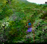 Tamborine Mountain Daily Service Treetop Challenge and Thunderbird Park - Travel Agents