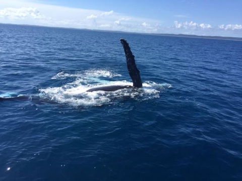 Three-Quarter Day Hervey Bay Premium Whale Watching Cruise - Cruises Travel 7