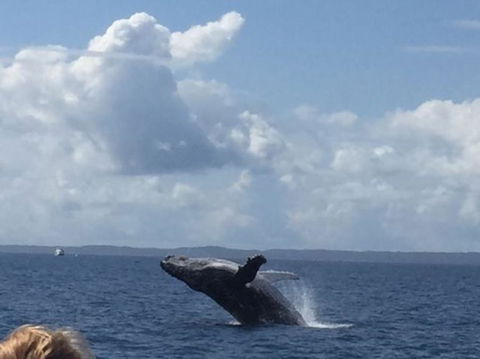 Three-Quarter Day Hervey Bay Premium Whale Watching Cruise - Cruises Travel 4