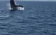 Three-Quarter Day Hervey Bay Premium Whale Watching Cruise - thumb 3