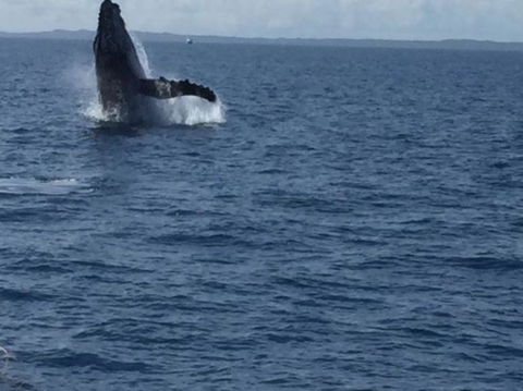 Three-Quarter Day Hervey Bay Premium Whale Watching Cruise - Cruises Travel 3