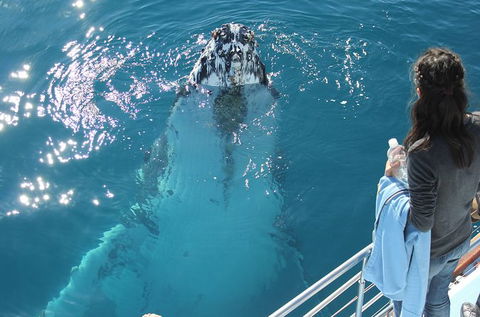 Three-Quarter Day Hervey Bay Premium Whale Watching Cruise - Cruises Travel 0