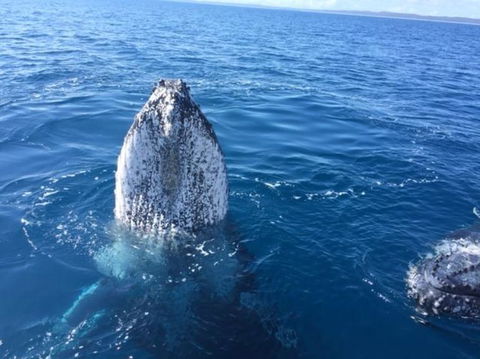 Three-Quarter Day Hervey Bay Premium Whale Watching Cruise - Cruises Travel 8