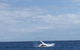 Three-Quarter Day Hervey Bay Premium Whale Watching Cruise - thumb 2