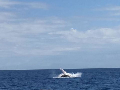 Three-Quarter Day Hervey Bay Premium Whale Watching Cruise - Cruises Travel 2