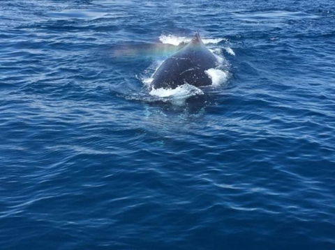 Three-Quarter Day Hervey Bay Premium Whale Watching Cruise - Cruises Travel 6