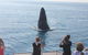 Three-Quarter Day Hervey Bay Premium Whale Watching Cruise - thumb 1