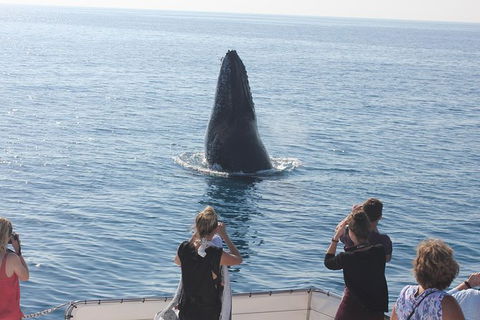 Three-Quarter Day Hervey Bay Premium Whale Watching Cruise - Cruises Travel 1