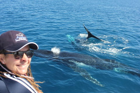 Three-Quarter Day Hervey Bay Premium Whale Watching Cruise - Cruises Travel 13