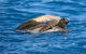 Three-Quarter Day Hervey Bay Premium Whale Watching Cruise - thumb 19