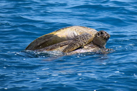 Three-Quarter Day Hervey Bay Premium Whale Watching Cruise - Cruises Travel 19