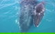 Three-Quarter Day Hervey Bay Premium Whale Watching Cruise - thumb 15