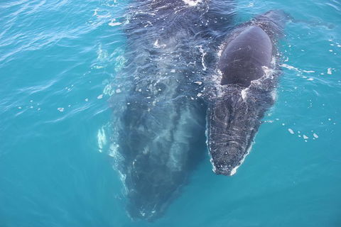 Three-Quarter Day Hervey Bay Premium Whale Watching Cruise - Cruises Travel 15