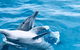 Three-Quarter Day Hervey Bay Premium Whale Watching Cruise - thumb 17