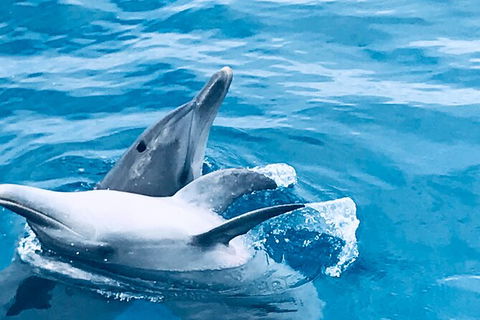 Three-Quarter Day Hervey Bay Premium Whale Watching Cruise - Cruises Travel 17