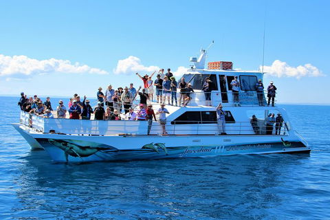 Three-Quarter Day Hervey Bay Premium Whale Watching Cruise - Cruises Travel 11