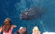 Three-Quarter Day Hervey Bay Premium Whale Watching Cruise - thumb 18