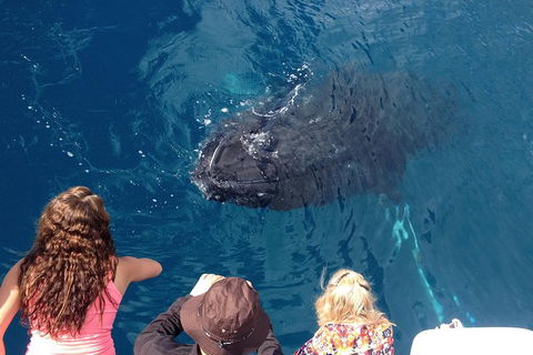 Three-Quarter Day Hervey Bay Premium Whale Watching Cruise - Cruises Travel 18