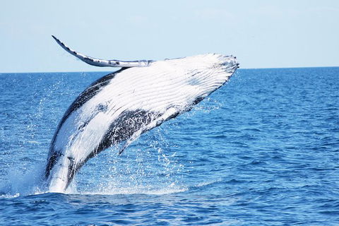 Three-Quarter Day Hervey Bay Premium Whale Watching Cruise - Cruises Travel 12